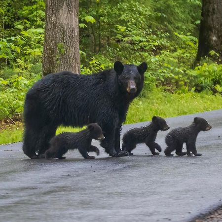 Lazy Bear Lodge, Hot Tub, Resort Pool, Wifi, 1089 Free Tickets Each Paid Day, Dollywood And More Гатлинбург Экстерьер фото